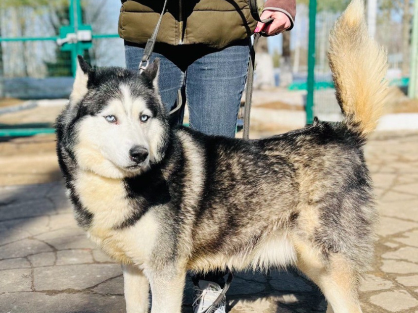 Жак - ездовая собака в клубе «Зелёный Пёс»