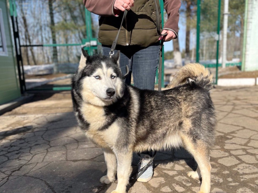 Жак - ездовая собака в клубе «Зелёный Пёс»