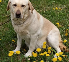 Жеминьи - собака-проводник в клубе «Зелёный Пёс»