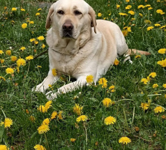 Жеминьи - собака-проводник в клубе «Зелёный Пёс»