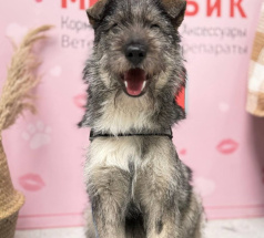 Гимли - собака в клубе «Звёздный Пёс»