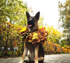 Кэтти - собака в клубе «Звёздный Пёс»
