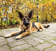 Кэтти - собака в клубе «Звёздный Пёс»