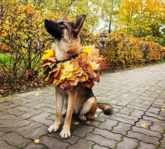 Кэтти - собака в клубе «Звёздный Пёс»