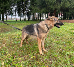 Улана  - собака в клубе «Звёздный Пёс»