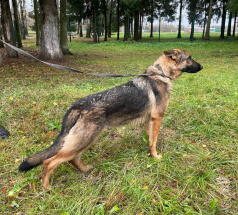 Улана  - собака в клубе «Звёздный Пёс»