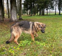 Улана  - собака в клубе «Звёздный Пёс»