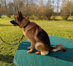 Хентон - караульная собака в клубе «Звёздный Пёс»