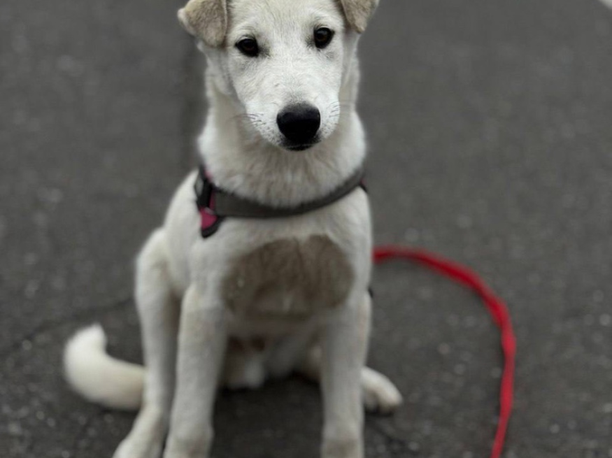 Норд - собака в клубе «Звёздный Пёс»