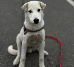 Норд - собака в клубе «Звёздный Пёс»