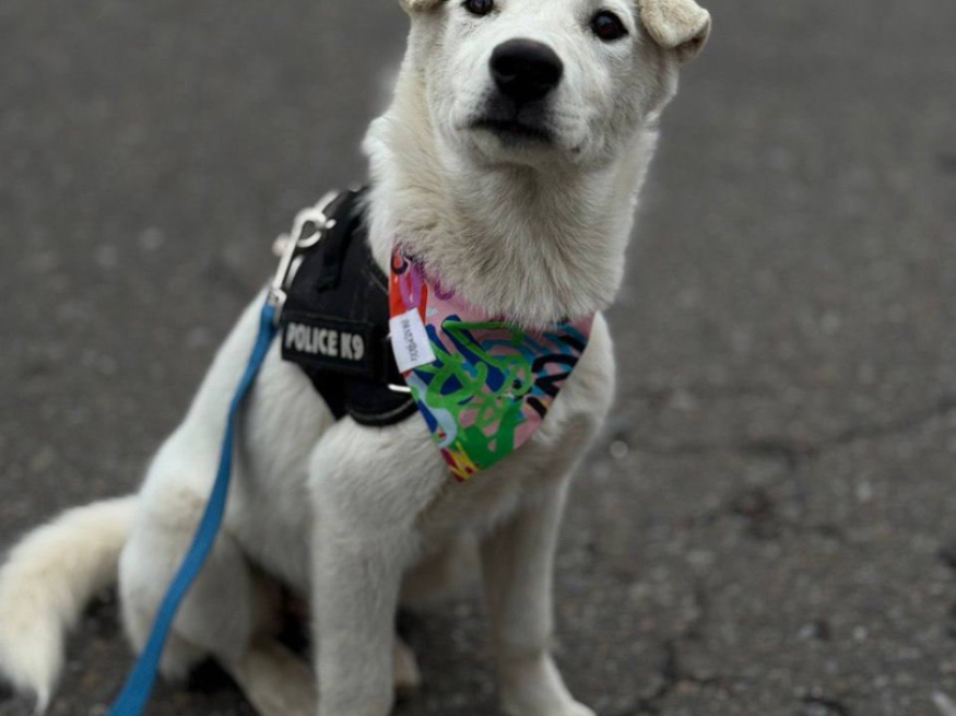 Астра - собака в клубе «Звёздный Пёс»