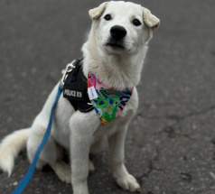 Астра - собака в клубе «Звёздный Пёс»