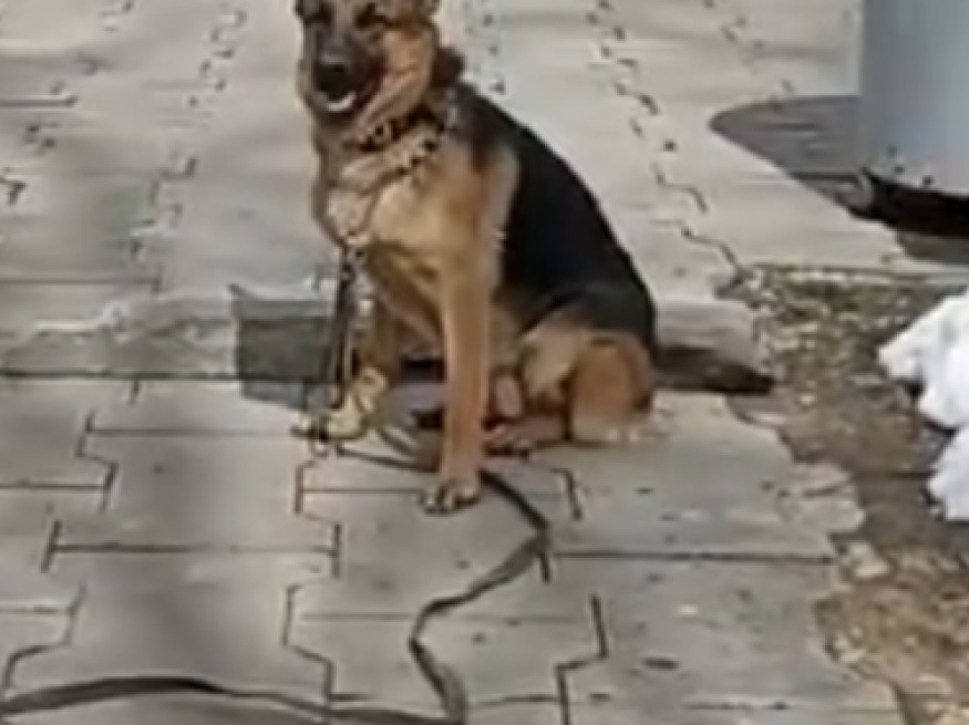 Ярас - собака в клубе «Звёздный Пёс»