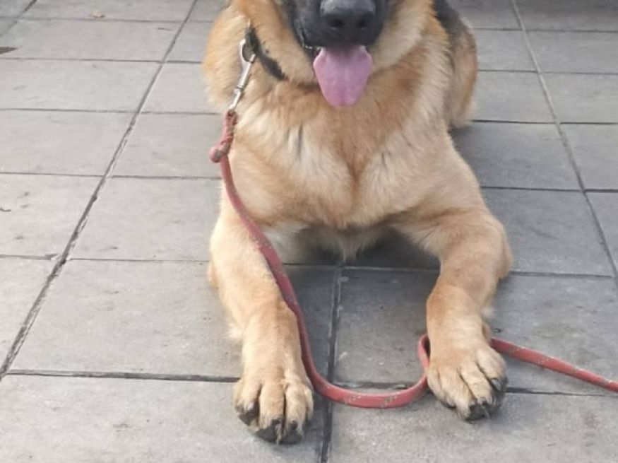 Ярас - собака в клубе «Звёздный Пёс»