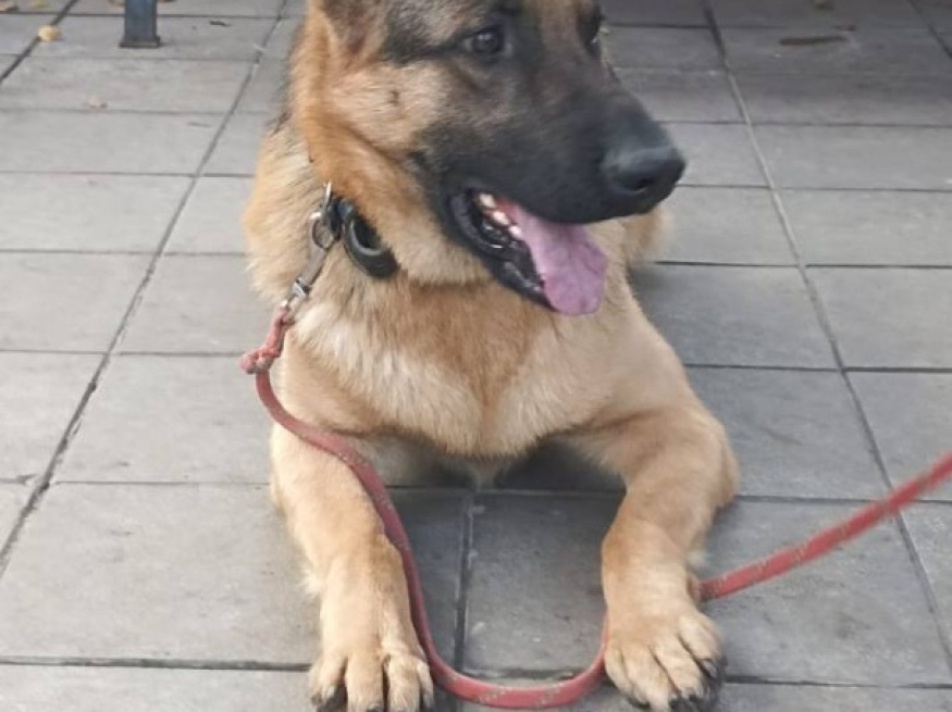 Ярас - собака в клубе «Звёздный Пёс»