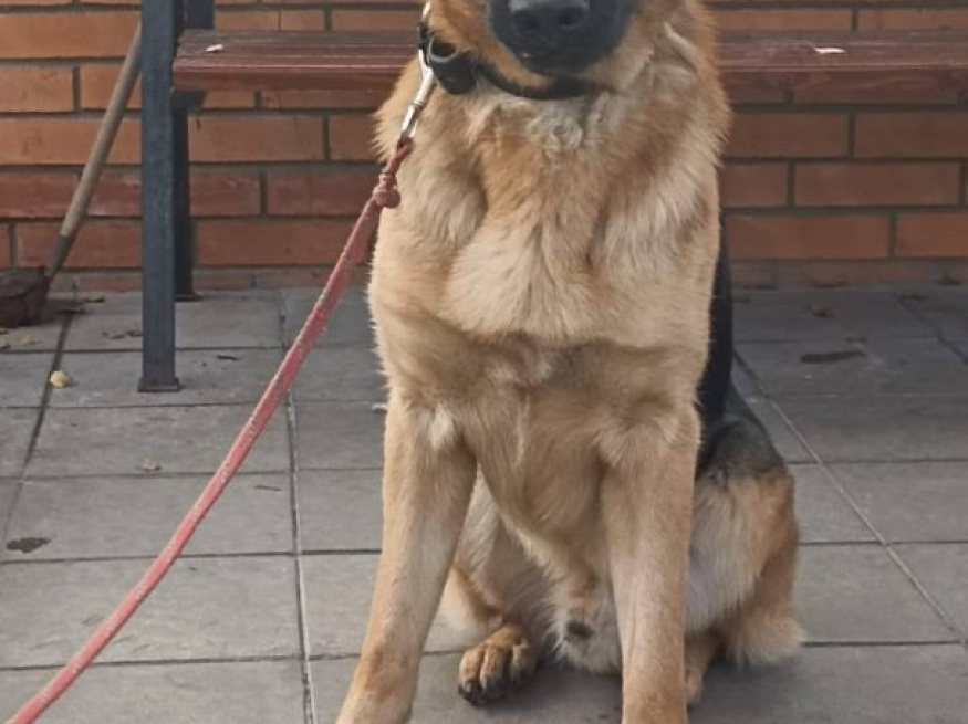 Ярас - собака в клубе «Звёздный Пёс»