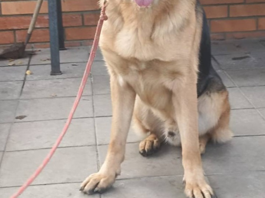 Ярас - собака в клубе «Звёздный Пёс»