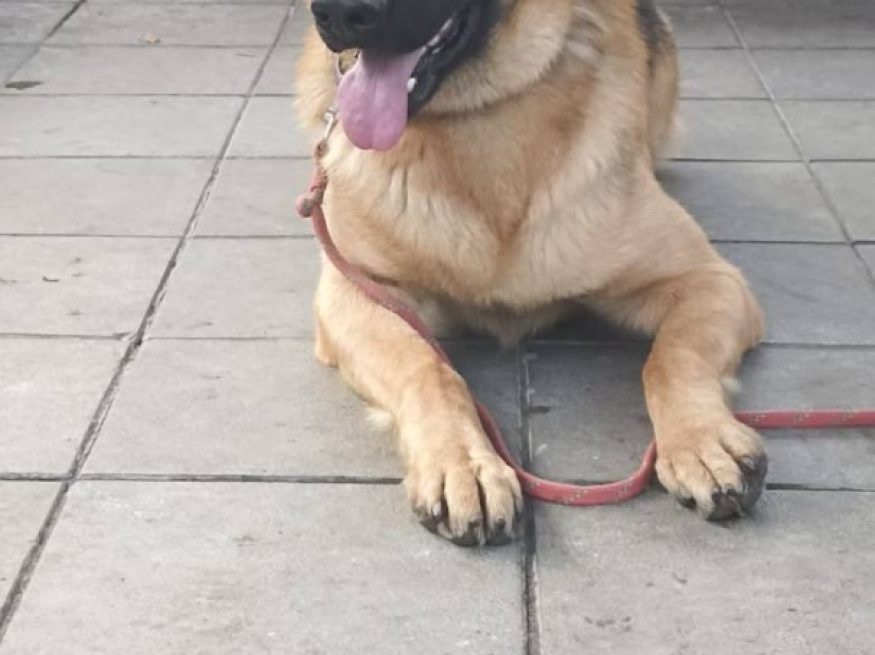 Ярас - собака в клубе «Звёздный Пёс»