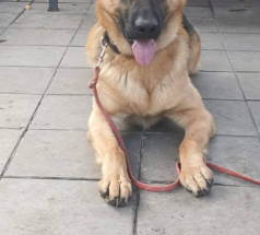 Ярас - собака в клубе «Звёздный Пёс»