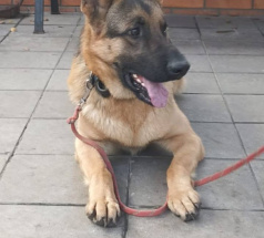 Ярас - собака в клубе «Звёздный Пёс»