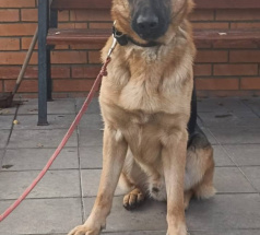 Ярас - собака в клубе «Звёздный Пёс»