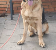 Ярас - собака в клубе «Звёздный Пёс»