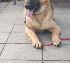 Ярас - собака в клубе «Звёздный Пёс»