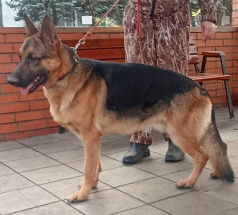 Ярас - собака в клубе «Звёздный Пёс»