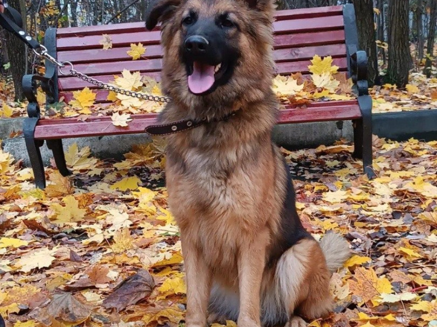 Кейт - собака-проводник в клубе «Звёздный Пёс»