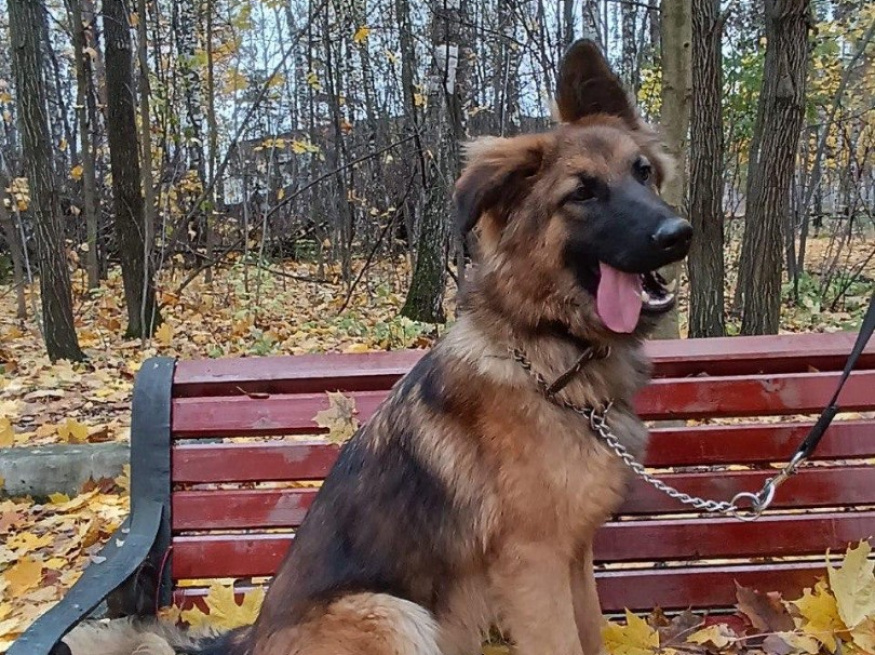 Кейт - собака-проводник в клубе «Звёздный Пёс»