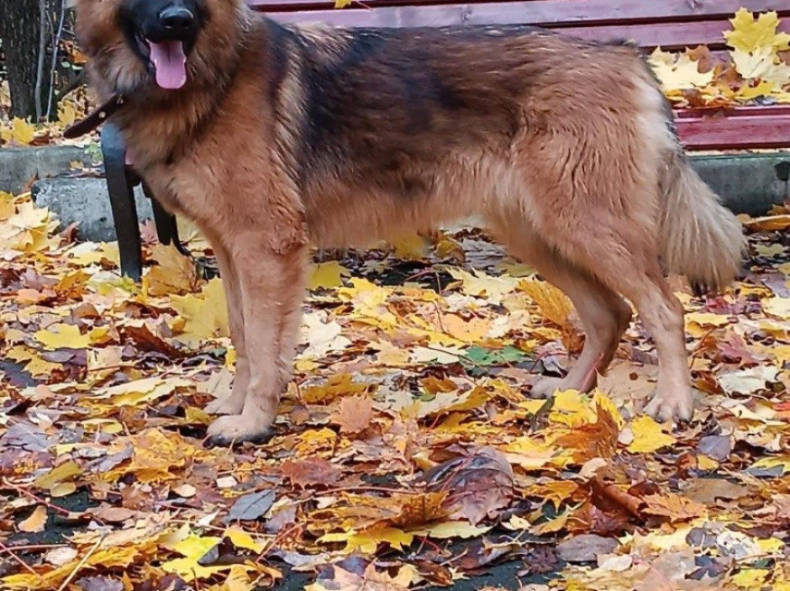 Кейт - собака-проводник в клубе «Звёздный Пёс»