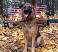 Кейт - собака-проводник в клубе «Звёздный Пёс»