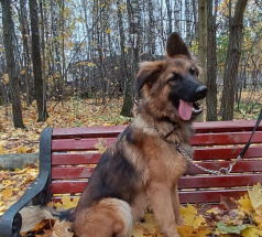 Кейт - собака-проводник в клубе «Звёздный Пёс»