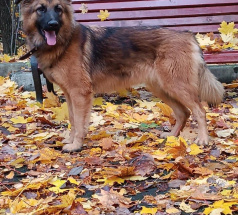 Кейт - собака-проводник в клубе «Звёздный Пёс»