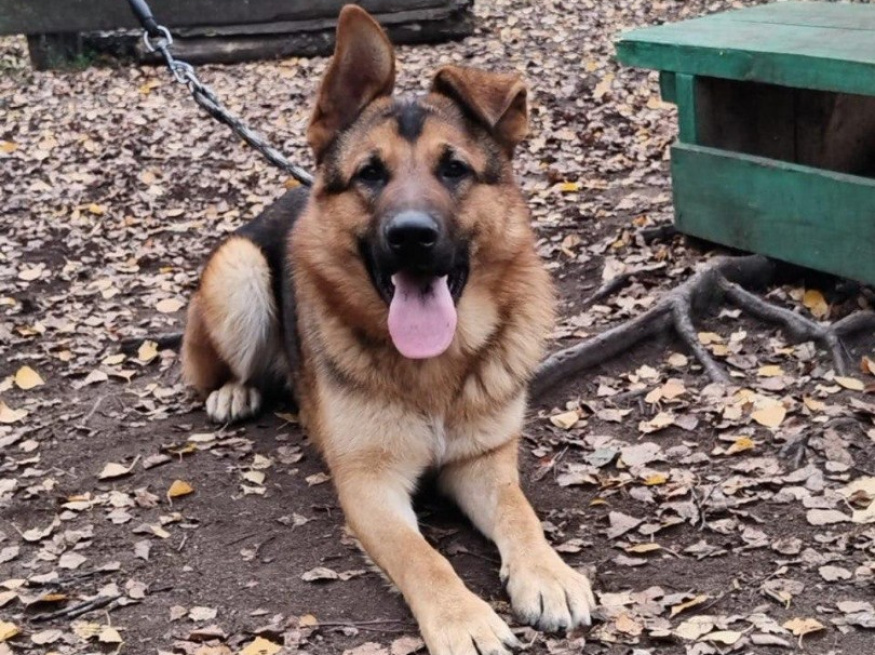 Кобик - собака в клубе «Звёздный Пёс»