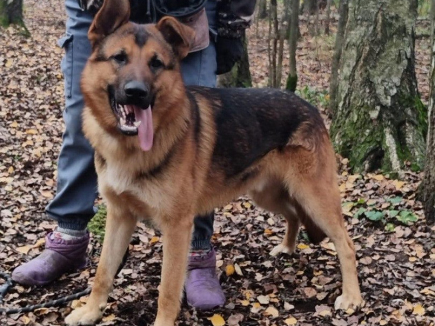 Кобик - собака в клубе «Звёздный Пёс»