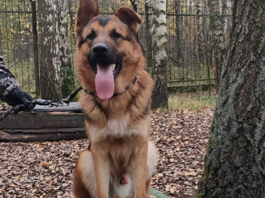 Кобик - собака в клубе «Звёздный Пёс»