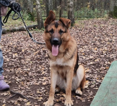 Кобик - собака в клубе «Звёздный Пёс»