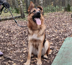 Кобик - собака в клубе «Звёздный Пёс»