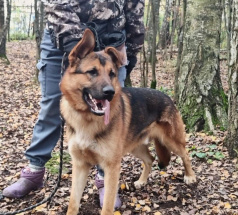 Кобик - собака в клубе «Звёздный Пёс»