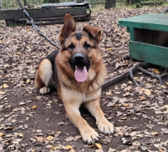 Кобик - собака в клубе «Звёздный Пёс»