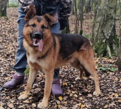 Кобик - собака в клубе «Звёздный Пёс»