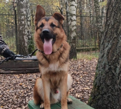 Кобик - собака в клубе «Звёздный Пёс»