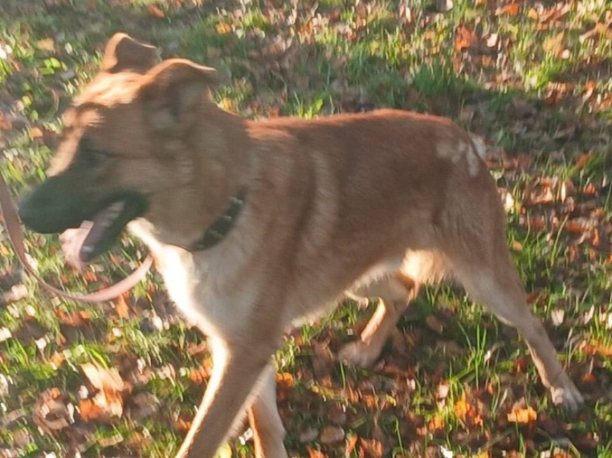 Кент - собака в клубе «Звёздный Пёс»