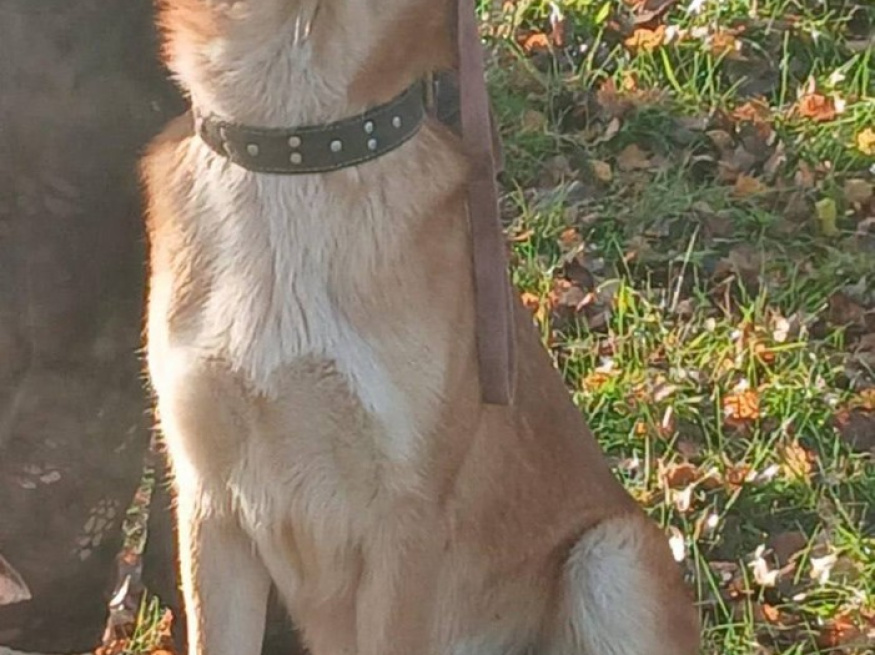 Кент - собака в клубе «Звёздный Пёс»