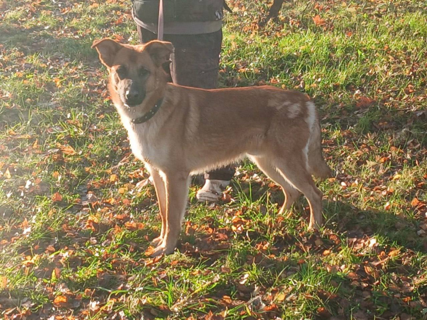 Кент - собака в клубе «Звёздный Пёс»