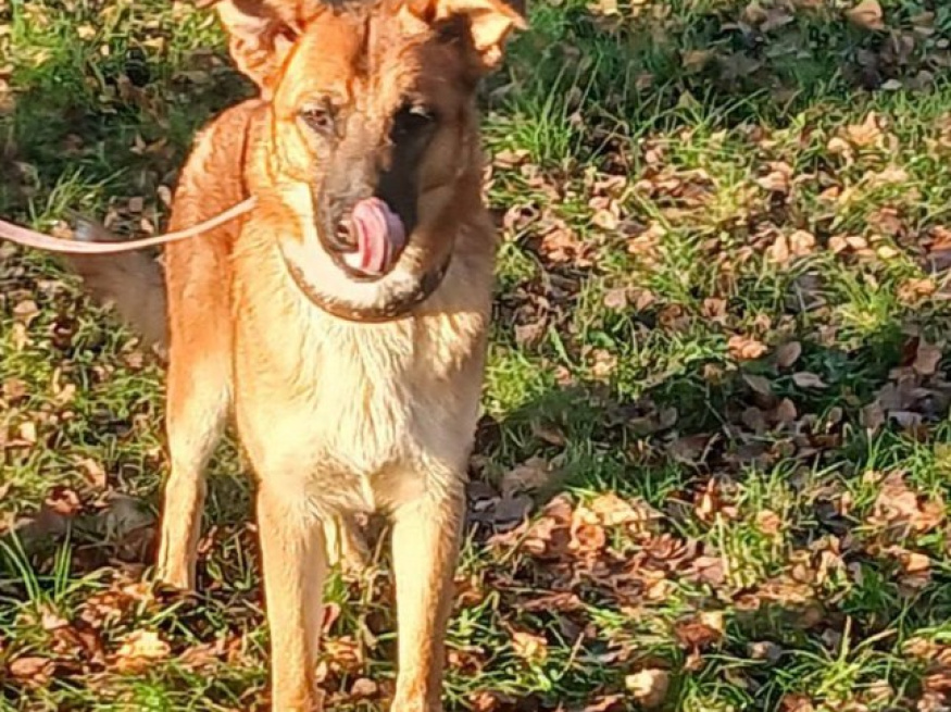 Кент - собака в клубе «Звёздный Пёс»