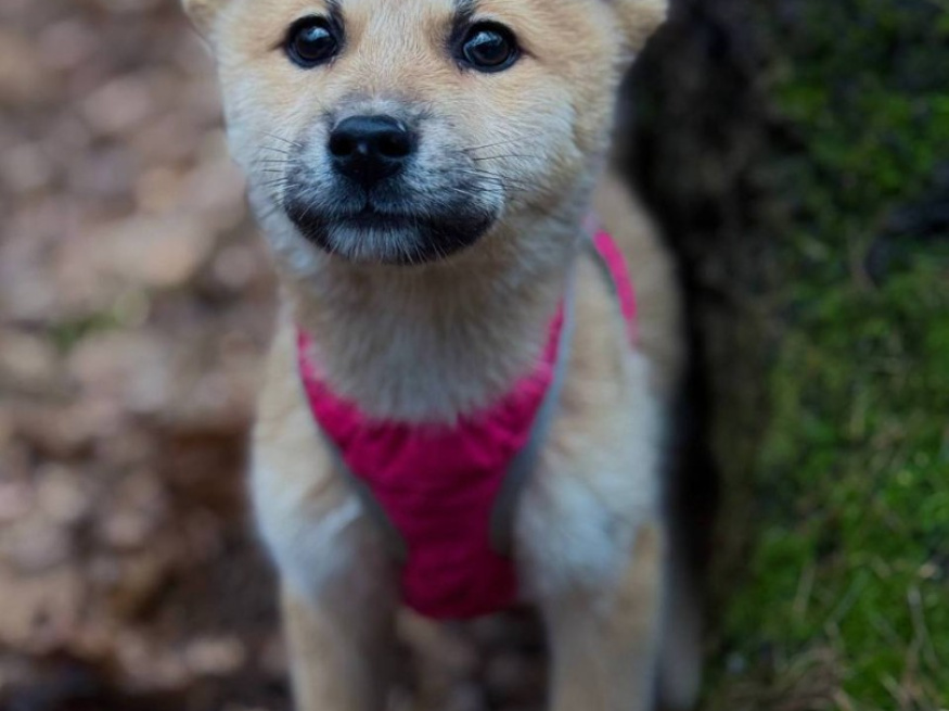 Жасмин и Азалия - собаки в клубе «Звёздный Пёс»