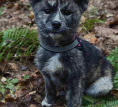 Жасмин и Азалия - собаки в клубе «Звёздный Пёс»