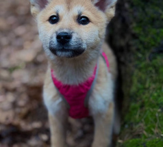 Жасмин и Азалия - собаки в клубе «Звёздный Пёс»